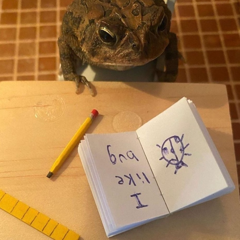 Meet your Posher, Apollo